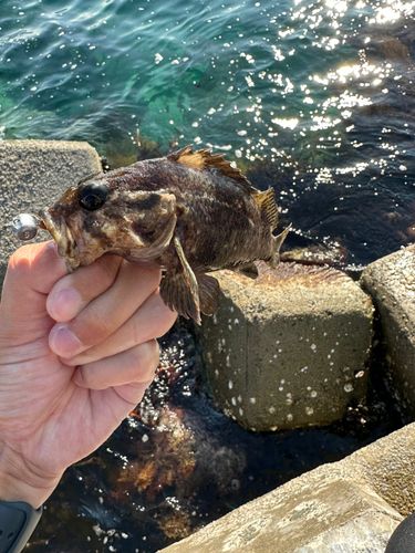 ムラソイの釣果