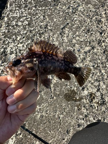 オウゴンムラソイの釣果