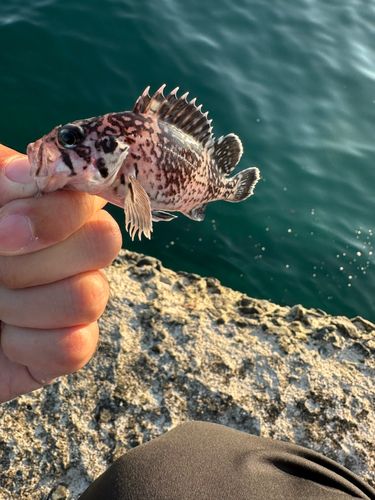 マゾイの釣果