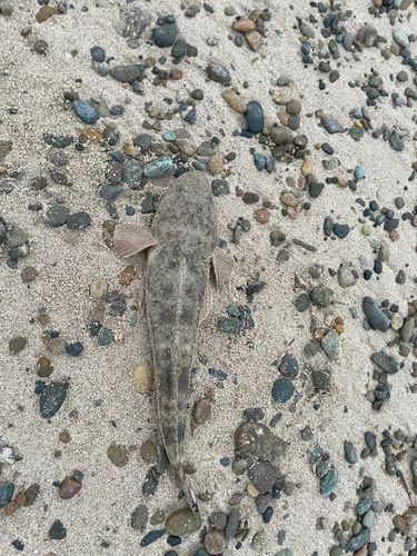 マゴチの釣果