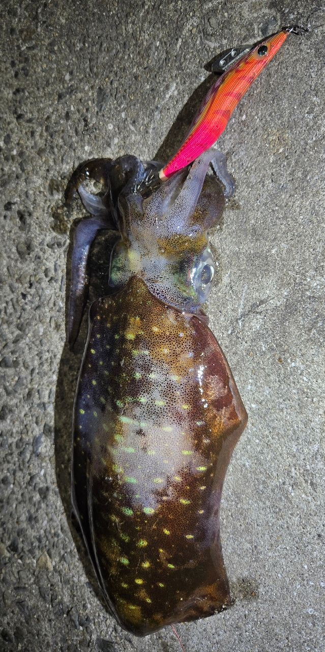 アオリイカの釣果写真