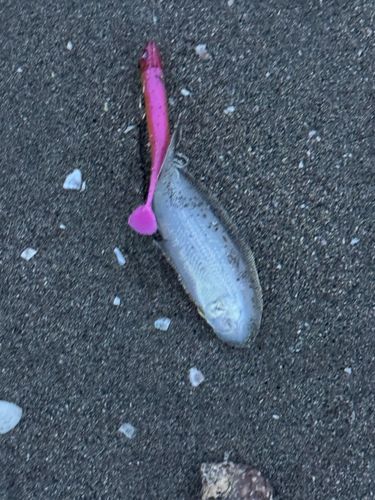 シタビラメの釣果