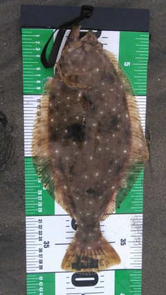 ヒラメの釣果