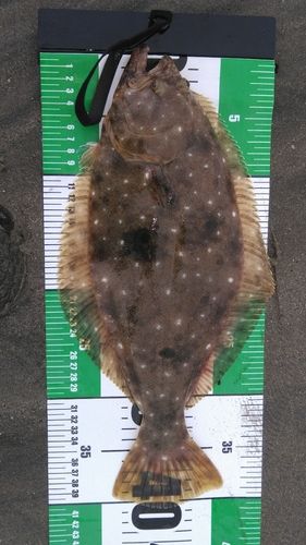 ヒラメの釣果