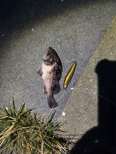 クロソイの釣果