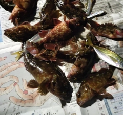 カサゴの釣果