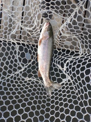 ニジマスの釣果