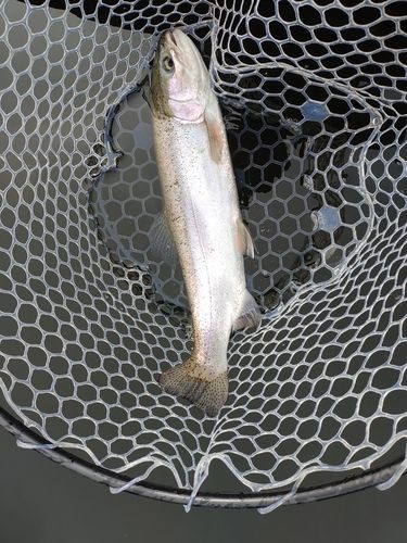 ニジマスの釣果