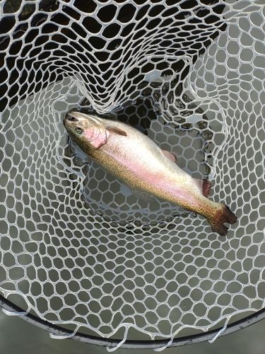 ニジマスの釣果