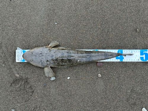 マゴチの釣果