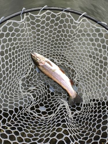 ニジマスの釣果