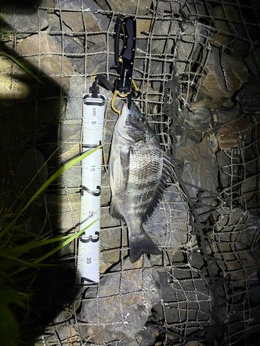 クロダイの釣果