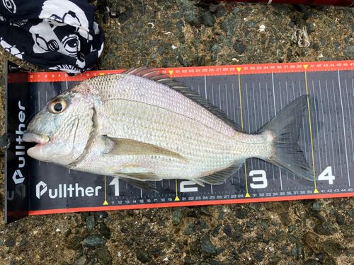 ヘダイの釣果
