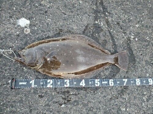 ヒラメの釣果