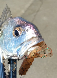 イシモチの釣果