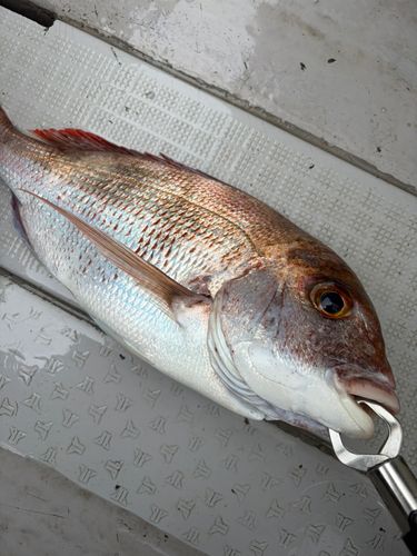 タイの釣果