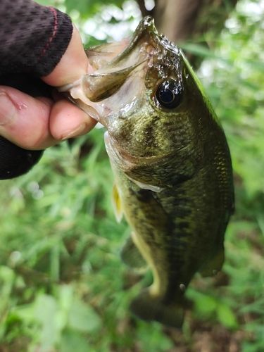 ラージマウスバスの釣果