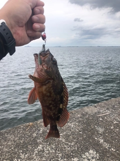 カサゴの釣果