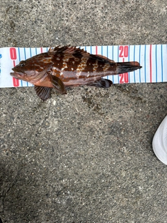 キジハタの釣果
