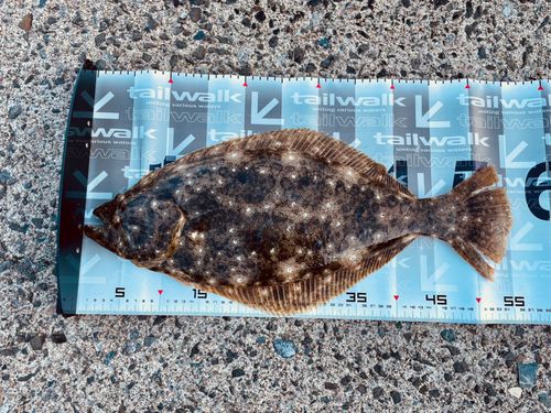 ヒラメの釣果