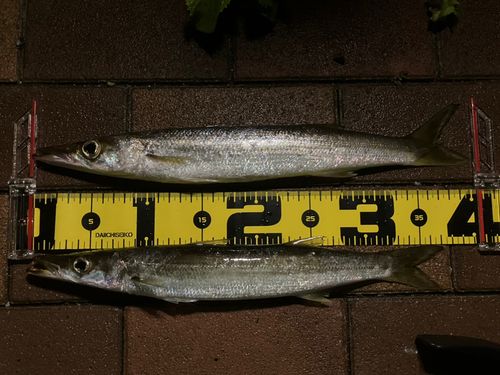 アカカマスの釣果