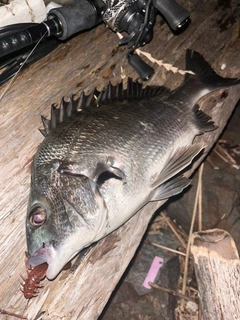 チヌの釣果