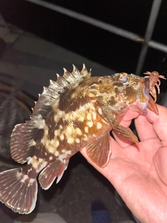 ガシラの釣果