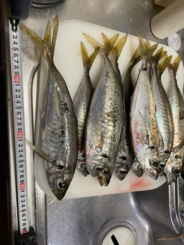 アジの釣果