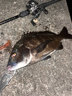 チヌの釣果