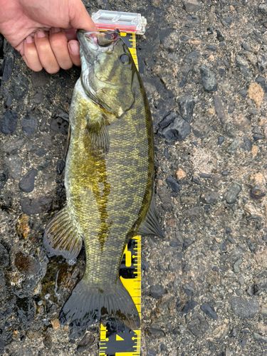 スモールマウスバスの釣果