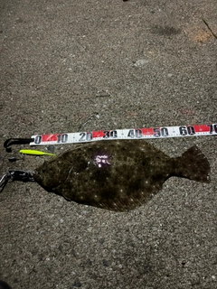ヒラメの釣果