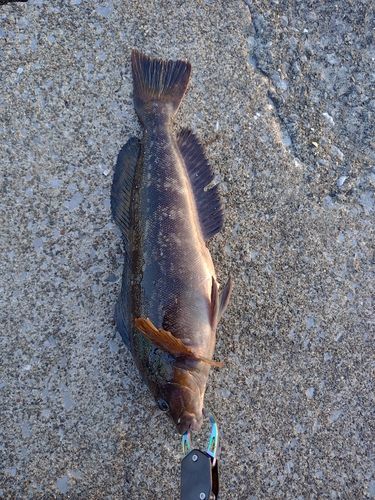 アイナメの釣果