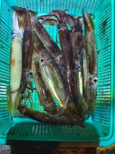 スルメイカの釣果