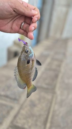 ブルーギルの釣果