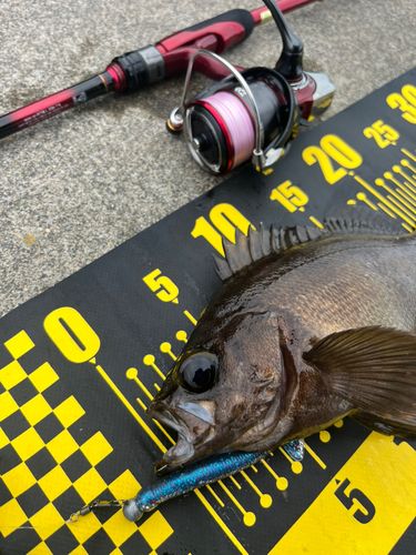 シロメバルの釣果