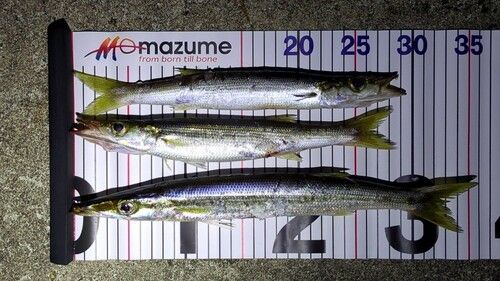 カマスの釣果