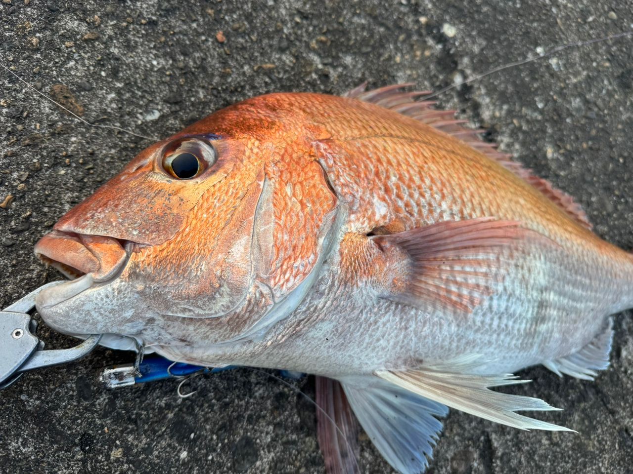 SHIMANO 22コルトスナイパーSS LSJ S100MLの最安値・インプレ・釣果