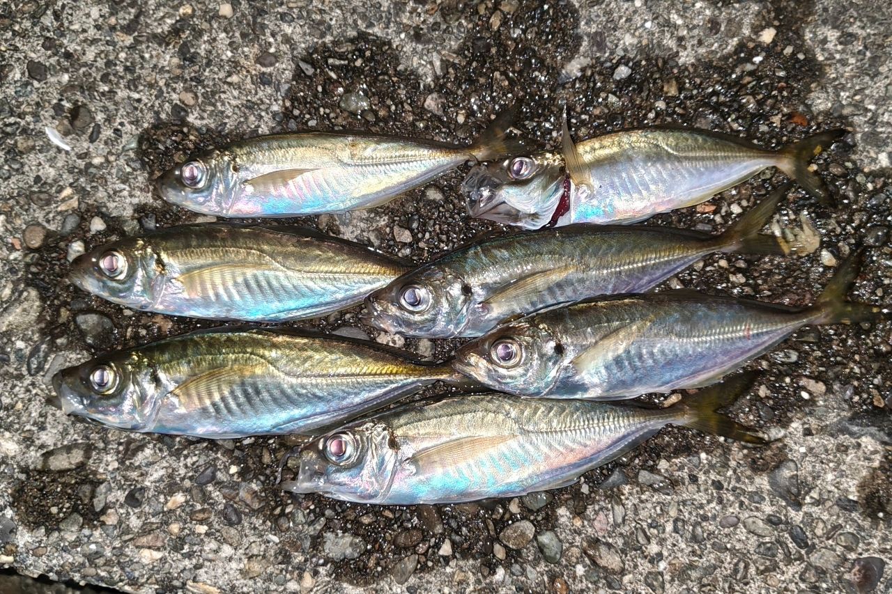SHIMANO 19ソアレ BB アジング S610L-Sの最安値・インプレ・釣果