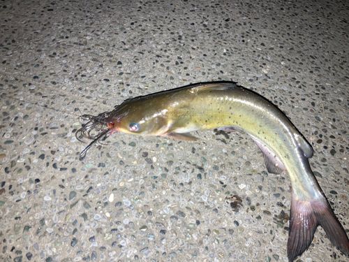 アメリカナマズの釣果