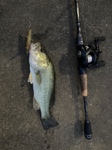 ラージマウスバスの釣果