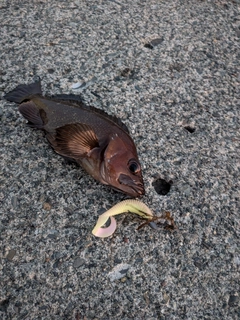 ガヤの釣果