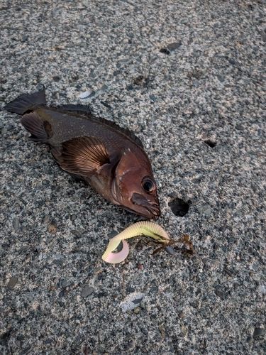 ガヤの釣果