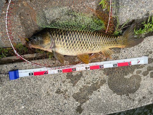コイの釣果