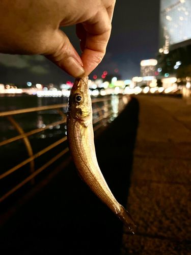 キスの釣果