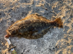 ヒラメの釣果