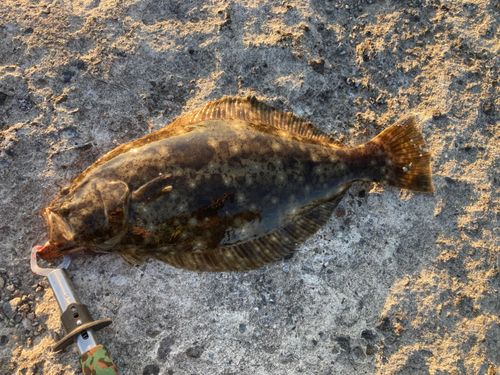 ヒラメの釣果