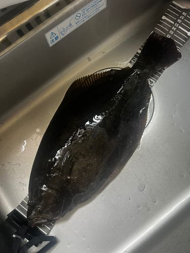 ヒラメの釣果