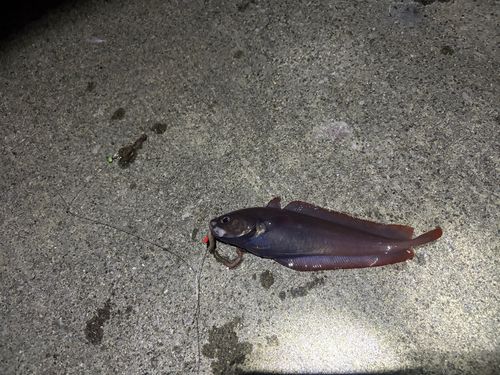 エゾイソアイナメの釣果