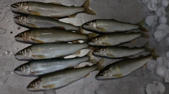 アユの釣果