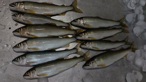アユの釣果